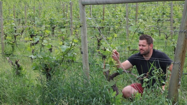 Los viticultores advierten que podría avecinarse una escasez de vino, mientras intentan adaptarse al cambio climático